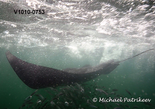 Giant Manta Ray (Mobula birostris)